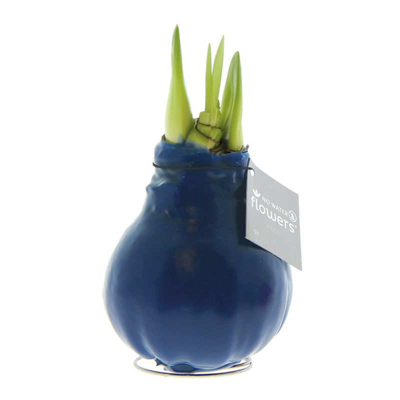 Amaryllis bulb in gift box - Image 4